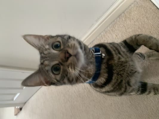 Webbox Cats Delight Tasty Sticks Turkey And Lamb 30g Pack Cat