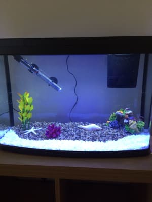 pets at home fish tank stones