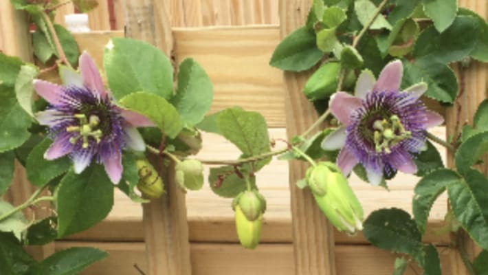 Wallpaper Blue Passion Flower Michigan Bulb For Android Free