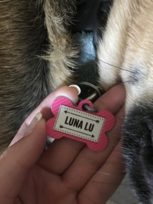 Layered Stripes Dogbone Pet Tag | Pet 