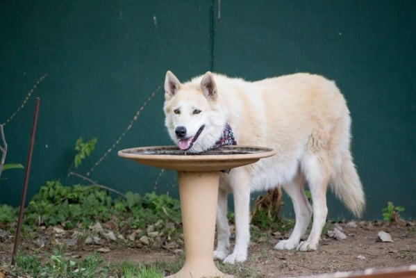 Hill S Prescription Diet Metabolic Mobility Canine With Chicken