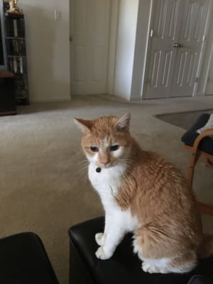 Hill S Prescription Diet K D Feline