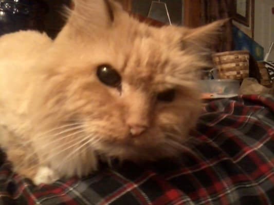 Hill S Prescription Diet K D Feline