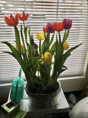 Love In Bloom Bulb Garden Flowers For Valentine S Day
