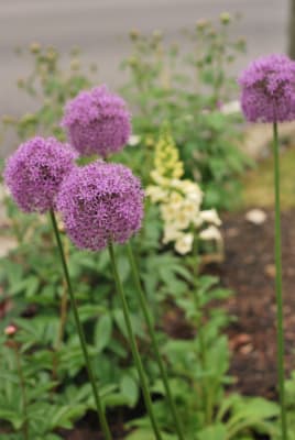 Gladiator Allium American Meadows