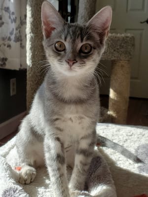 rebound feline liquid diet