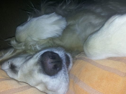 Hill S Prescription Diet Metabolic Mobility Canine With Chicken