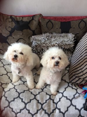 barking heads fat dog slim 12kg