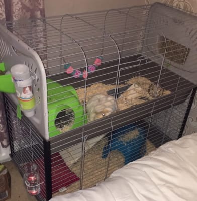 double guinea pig cage