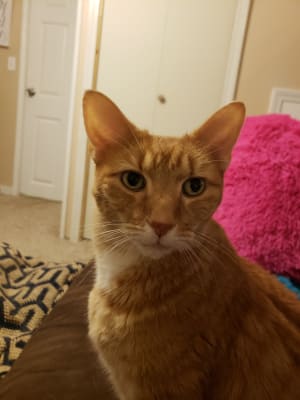 Hill S Prescription Diet Z D Feline