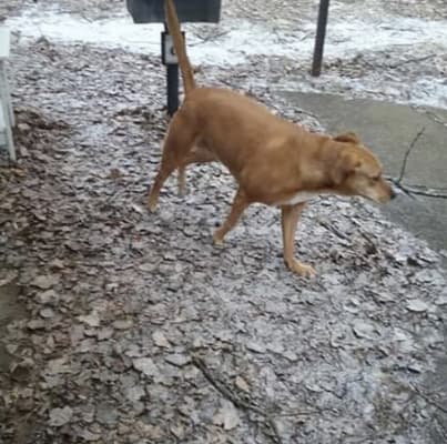 Hip Joint For Dogs Cats By Pet Naturals Of Vermont