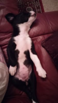 feelwells probiotic dog treats