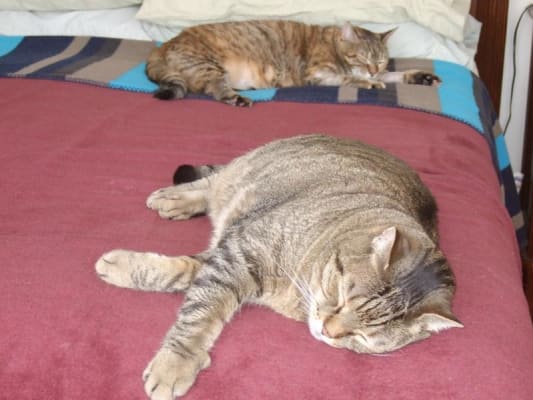 Hill S Prescription Diet W D Multi Benefit Feline