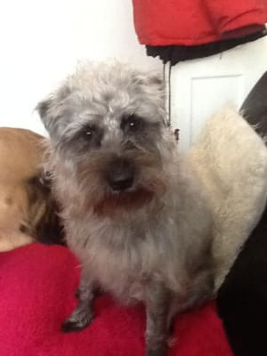 burgess salmon and rice