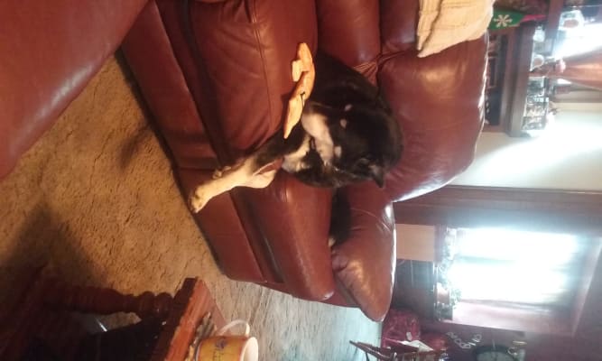 Composure Bite Sized Chews For Dogs By Vetriscience