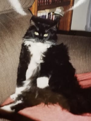 Hill S Prescription Diet C D Multicare Feline Stress With Chicken