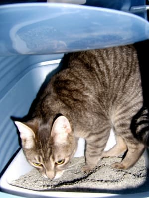 big lots cat litter box