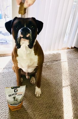 Glycoflex Plus For Dogs Over 30 Lbs By Vetriscience Laboratories
