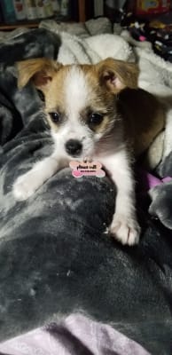 Pastel Brush Bone Pet Tag Pet Tags Shutterfly