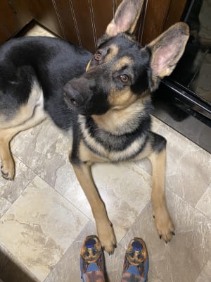 skechers bobs german shepherd