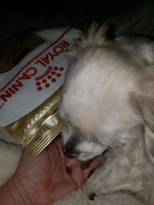 Royal Canin Breed Health Nutrition Adult Maltese Dry Dog Food Petflow