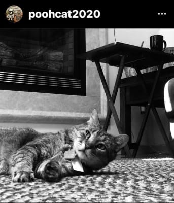 big lots cat litter box