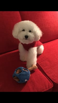 biohex wipes for dogs