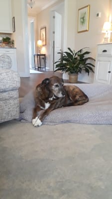 tartar shield cat treats