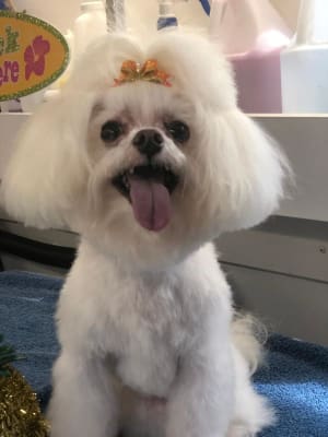 royal canin digestive care small dogs