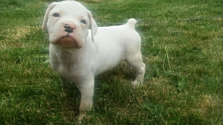 hill's healthy advantage puppy large breed