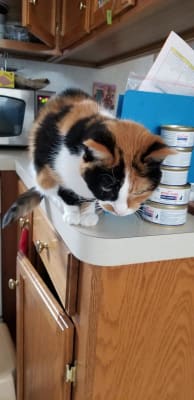 Royal Canin Veterinary Diet Feline Renal Support E Canned Cat Food