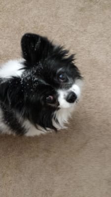 Disal Tablets Furosemide Diuretic For Dogs Vetrxdirect