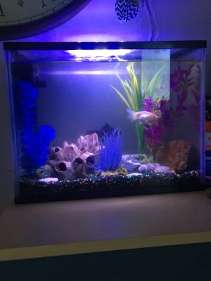 lizard tank pets at home