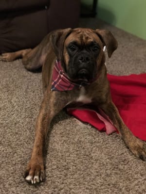 pet bandana shutterfly