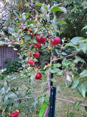 Pixie Crunch Apple Tree Reachables Fruit Trees From Gardens Alive