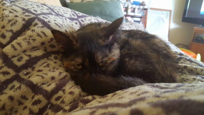 Hill S Prescription Diet Z D Feline