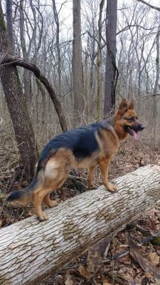 Hill S Prescription Diet I D Canine Dry