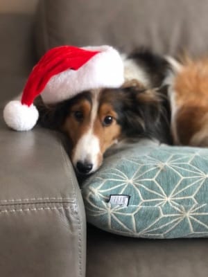 Hill S Prescription Diet L D Canine Canned