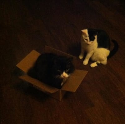 Duralactin Feline L Lysine Duralactin Syringe For Cats Vetrxdirect Pharmacy