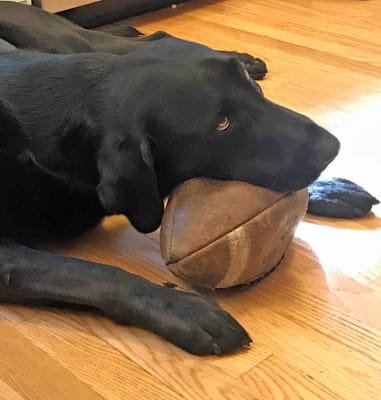 Milk Bone Medium Dog Biscuit 17 Oz Big Lots