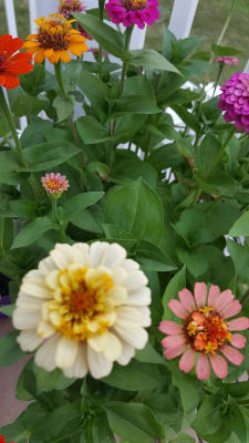Download Zinnia Elegans Seeds Cut Come Again Mix American Meadows