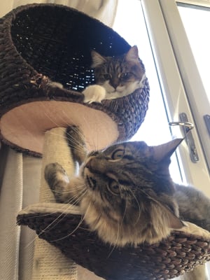 hillary high sleeper cat post