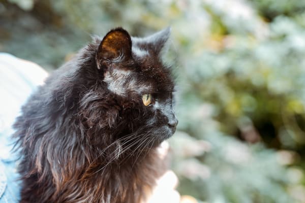 Lactulose Syrup Lactulose For Cats Laxative Vetrxdirect