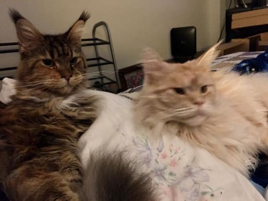 Royal Canin Feline Breed Nutrition Maine Coon Formula Dry Cat Food Petflow