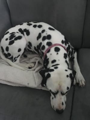 royal canin dalmatian