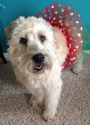 Malacetic Otic Ear Cleanser For Pets Vetrxdirect