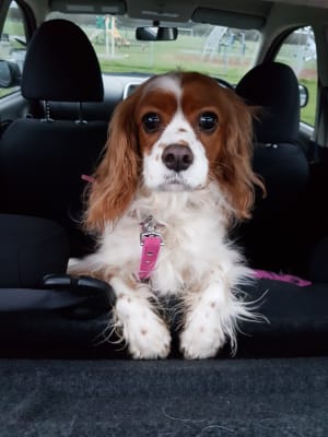 royal canin cavalier king charles dog food