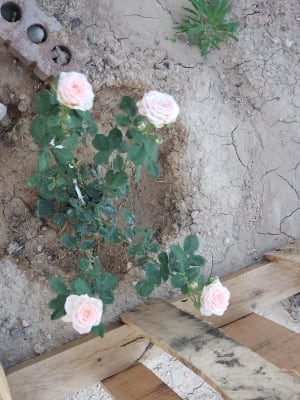 Pearly Gates Climbing Rose At Spring Hill Nurseries