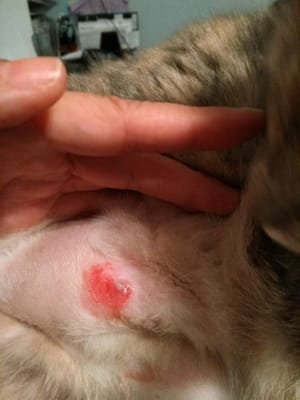 cyclosporine side effects in dogs