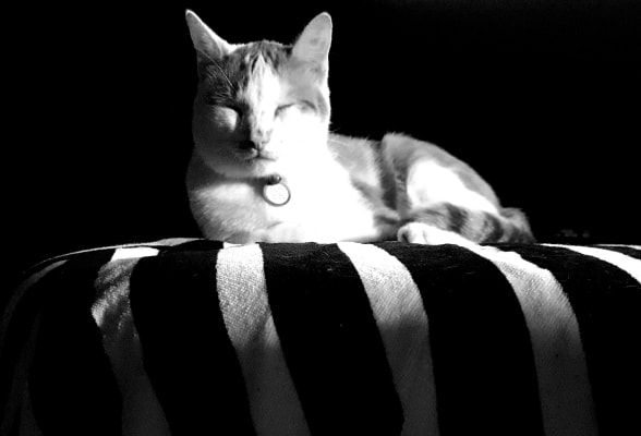 Hill S Prescription Diet Gastrointestinal Biome Feline